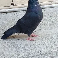 کفتر کله ماستی کاکولی پرشی از گروبندای بنام