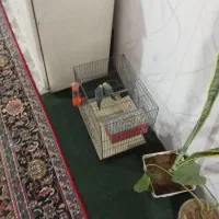 فروش یک جفت مرغ عشق به همراه قفس