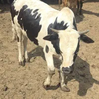 فروش گوساله گیلدورگ