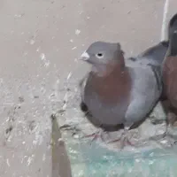 ماده دورگ کاکلی