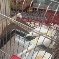 عروس هلندی لوتینو مولد|پرنده|قم, منبع آب|دیوار