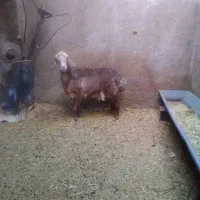 میش جملزا بزپاکستانی
