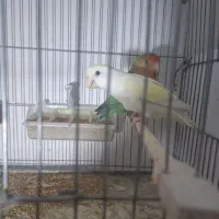 ی جفت کوتوله با ۴ تا جوجه