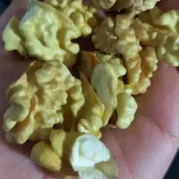 گردو کاغذی سامان محلی طمع دار.گبنه وگندم موجوده