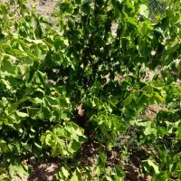 باغ انگور 1300 متری سنددار در منطقه ویلایی|فروش زمین و ملک کلنگی|تاکستان, |دیوار