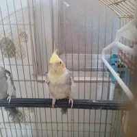 عروس هلندی
