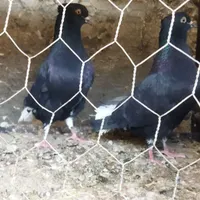 یک جفت حیون بدون عیب بشرط میدم از در خونه..|پرنده|سبزوار, توحیدشهر|دیوار