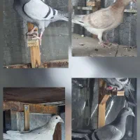 جوجه پلاکی ۴تا