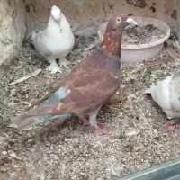 پشتی غوره ای سه بر  و غوره سرخ|پرنده|برازجان, |دیوار