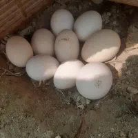 تخم مرغ محلی