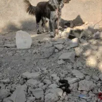 واگذاری سگ ریشی