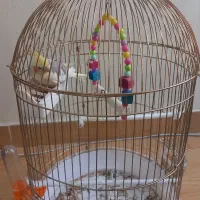 عروس هلندی
