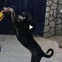 سلام گم شده سگ  ماچ|حیوانات|قم, شهر قائم|دیوار