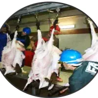 استخدام کشتارگاه فروردگان