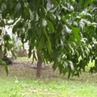 فروش زمین در شهر نوشهر کد ۱۴۰۴