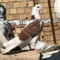 جوجه کبوتر|پرنده|هشتگرد, شهرک وحدت|دیوار