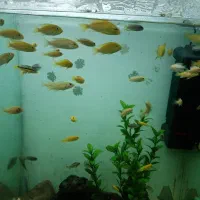 ماهی گوپی انجل اسکار|ماهی|تویسرکان, |دیوار