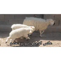 بره نر و ماده چهار عدد|حیوانات مزرعه|زابل, |دیوار
