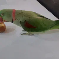 شاه طوطی سخنگو