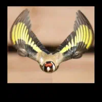 سهره|پرنده|شیراز, گود عربان|دیوار
