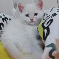 بریتیش شاهتوله|گربه|شیراز, قدوسی شرقی|دیوار