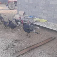 بوقلمون گناوه