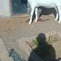 بزهای وارداتی پاکستانی اصیل چند قلو زا|حیوانات مزرعه|پائین جام, |دیوار