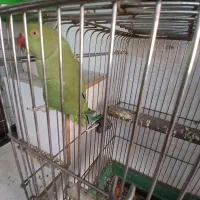 طوطی ملنگو ماده|پرنده|اردبیل, |دیوار