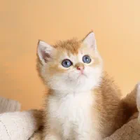 شهر بریتیش گربه رنگ طلایی کیفیت عالی