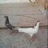 ماده پلاس داغسر سرکه ی  کاکلی مقلوف ماده|پرنده|قم, گلزار|دیوار