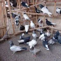 تعدادی کفتر رنگی به شرط بدون عیب جوجه وبالغ|پرنده|میانه, |دیوار