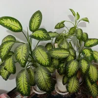 فروش گلهای خانگی