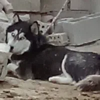 هاسکی|سگ|ایذه, |دیوار