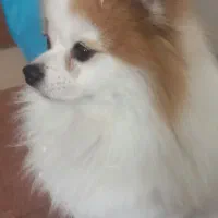 سگ پامر