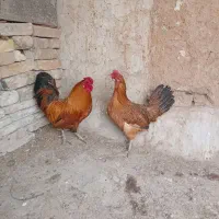 مرغ خروس جوجه