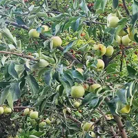 فروش باغ ۸۰۰ متری در رضوانشهر|فروش زمین و ملک کلنگی|اصفهان, باغ فردوس|دیوار