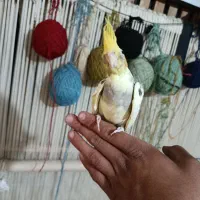 جوجه عروس|پرنده|قرچک, مهدیه|دیوار