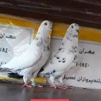 کفتر پرشی  چهارجفت|پرنده|کاشان, فرودگاه کاشان|دیوار