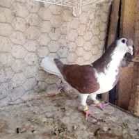 چپ سرخ تیزه سر پرشی