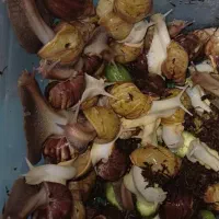 حلزون|خزنده|نسیم‌شهر, |دیوار