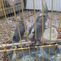 عروس هلندی