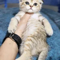 تبی گلد اسکاتیش بریتیش