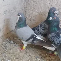 ۷ تا کفتره پرشی و زدو خوردی ب شرط