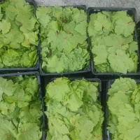 برگ مو خریدارم