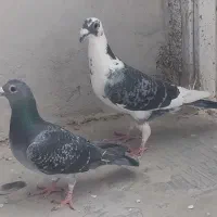 فروش چند جفت پلاکی درجه یک|پرنده|مرودشت, تامین اجتماعی|دیوار