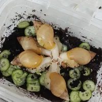 حلزون نژاد آچاتینا