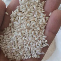 سفیدک (دلک،شاهک) برنج طارم|خوردنی و آشامیدنی|بهشهر, |دیوار