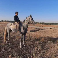 اسب کالسکه سیاه کهر سن 6سال دست پا سالم|اسب و تجهیزات اسبسواری|نیشابور, عطار|دیوار