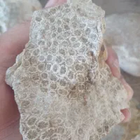 سنگهای‌صدف‌و‌مرجان|کلکسیون اشیاء عتیقه|ارومیه, |دیوار