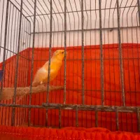 قناری|پرنده|بندر گناوه, |دیوار